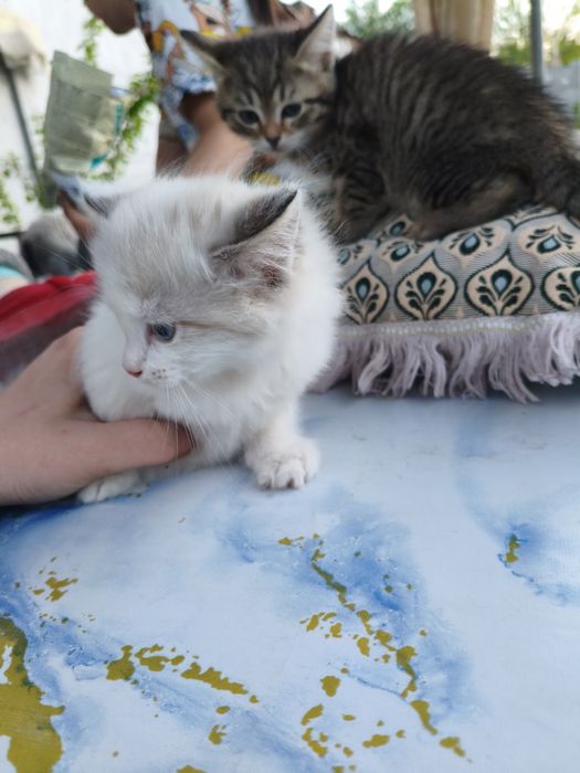 Отдам котят в добрые руки
