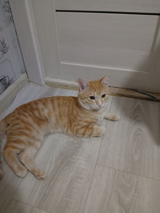 В добрые руки кот