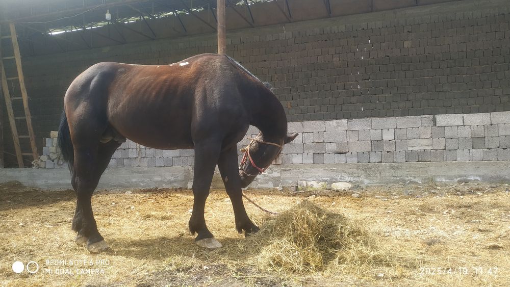 Ot sotiladi jizzaxda