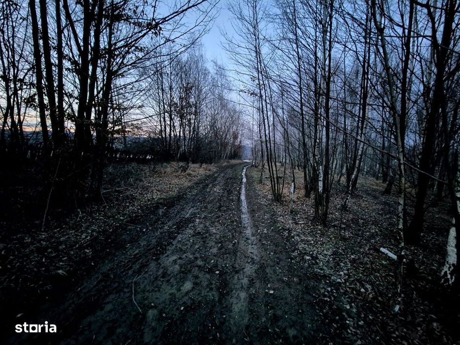 Teren 5000 mp extravilan Sinca Noua