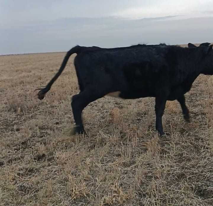 Продаются тёлки в упитанном состоянии.