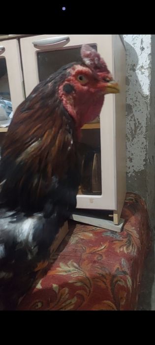 Dakan xuroz sotiladi