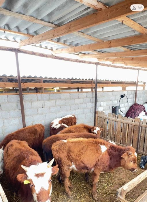 Баспақтар Бар Еркек