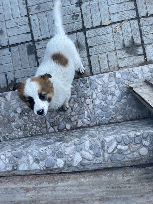 Отдам в добрые руки