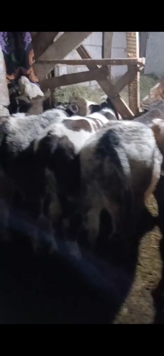 Vând viței: belgieni, limuzini ,bălțați