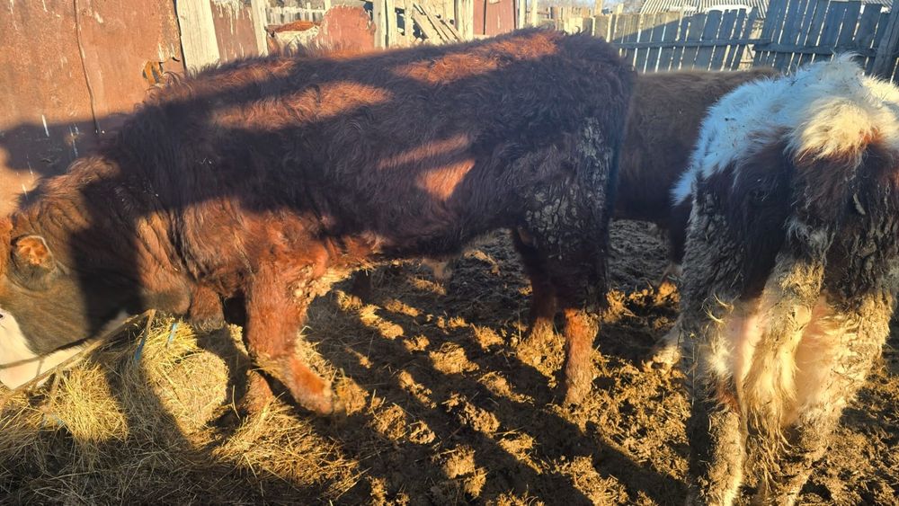 Откорм баспақтар 4 бас бука