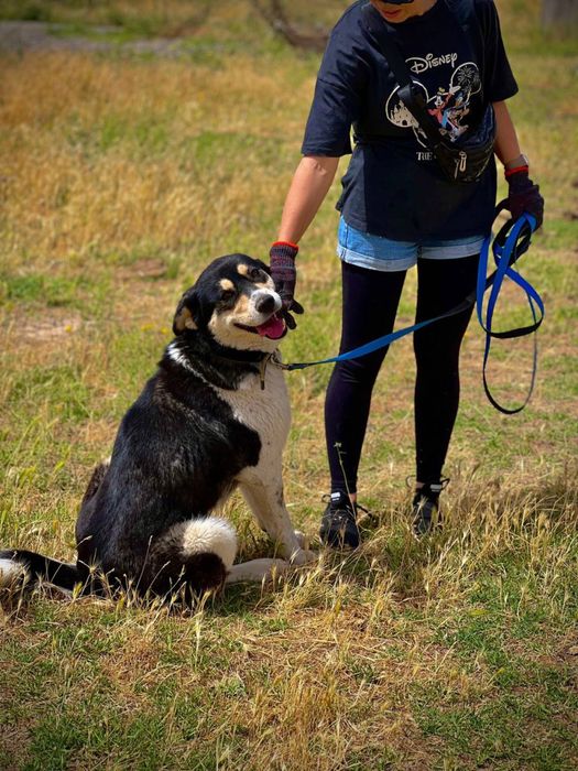 Не покупай! Возьми с приюта!