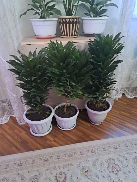 Комнатные  растения