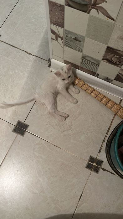 Отдам в добрые руки котенка