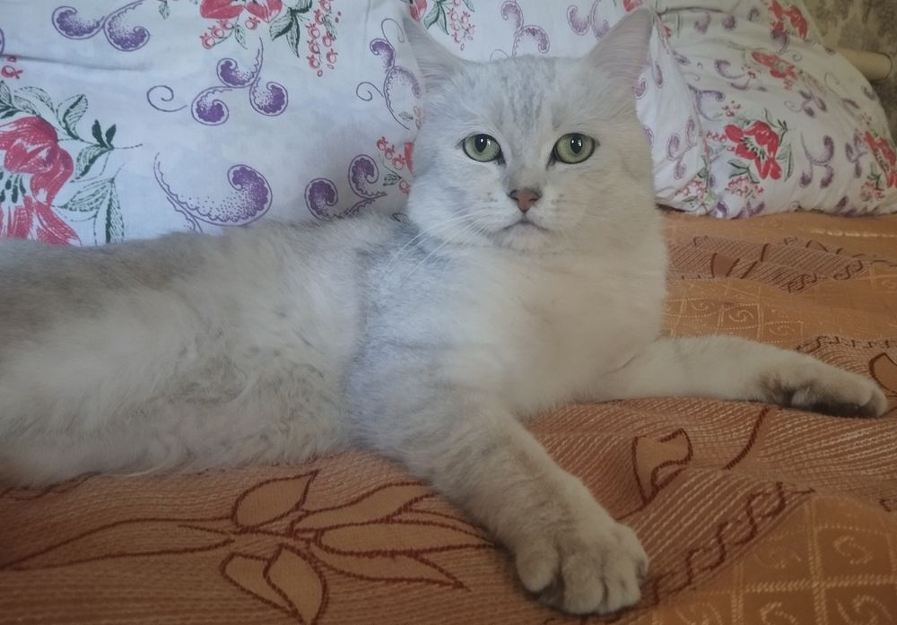 Вязка шиншилла серебро