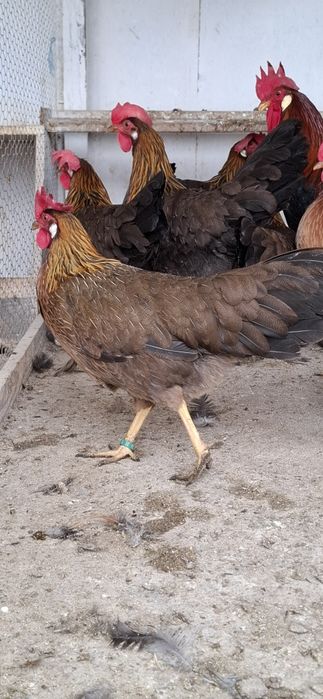 Ouă incubat Italiana Potârnichiu