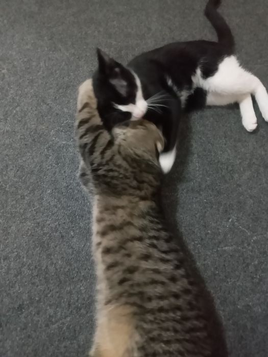 Hadyalar mushuklar beriladi