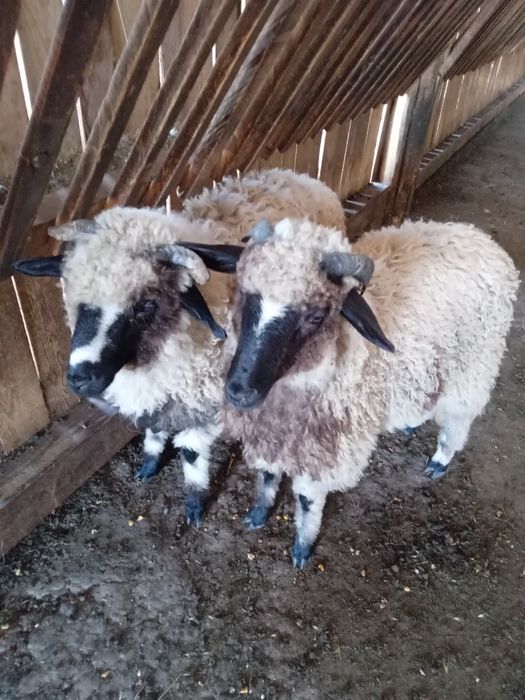 Vând 2 meluță mari breză  mari