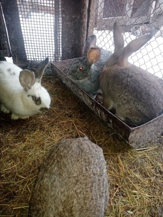 Продам кроликов (кролики)
