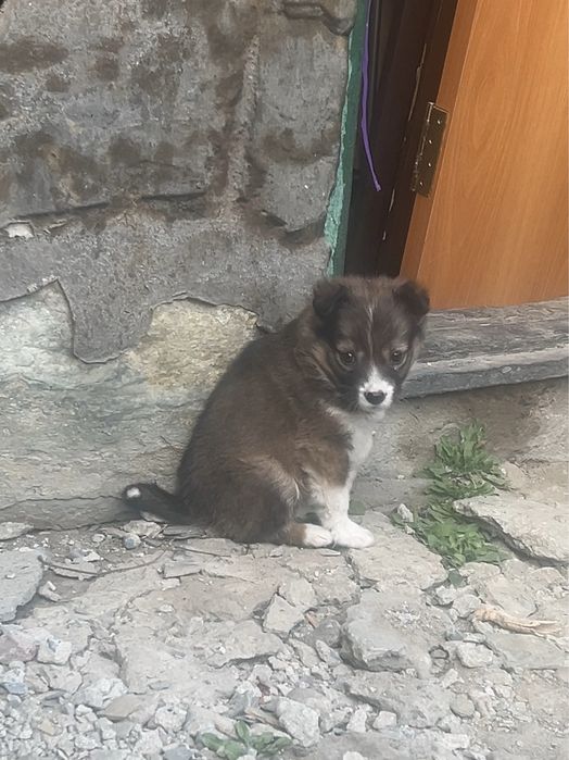 Щенок девочка 2 месяца