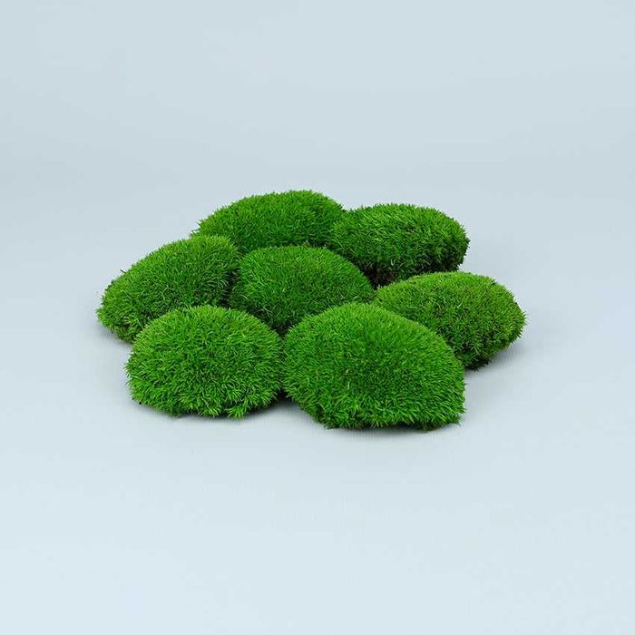 Muschi plat calitate Premium