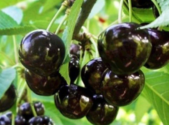 Cires (Amar de Amara )