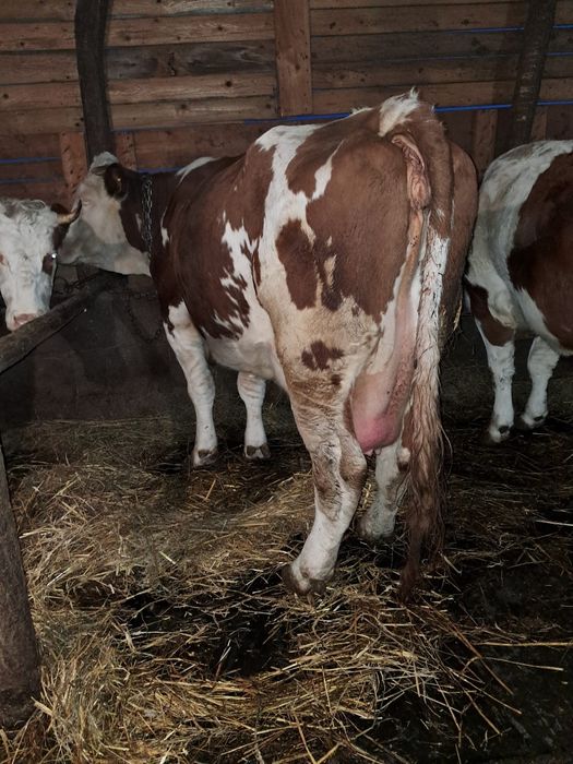 Vând vacă de 6 ani cu vițea