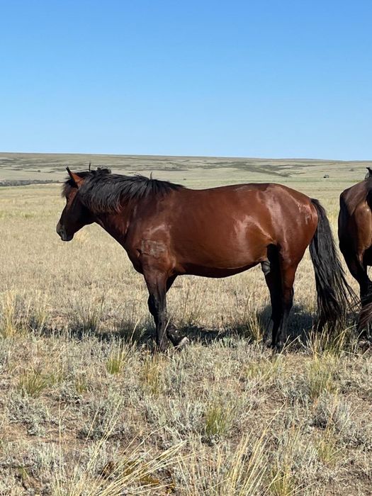 Айғыр сатылады..