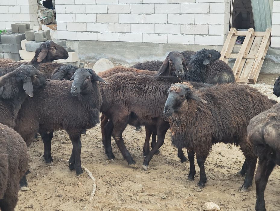 Қошқарлар сатылады