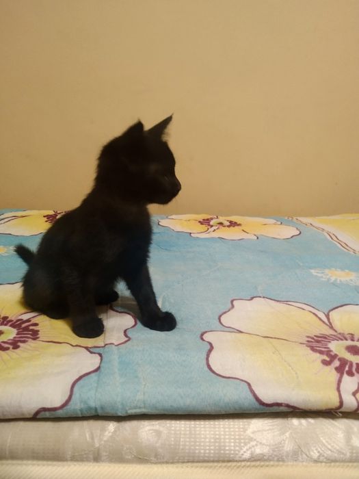 Отдам в добрые руки котят