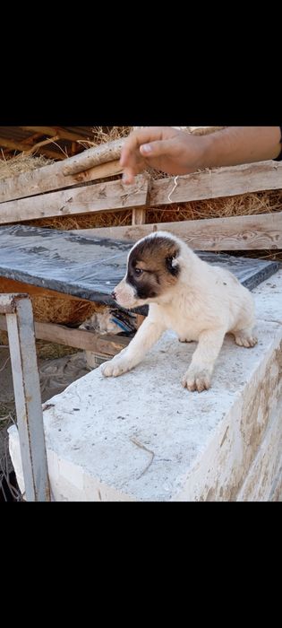 Choʻpon gidik sotiladi