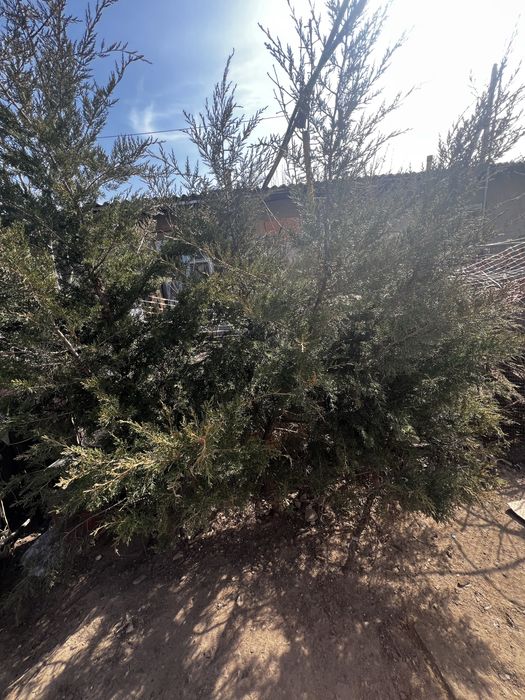 Можжевельник виргинский