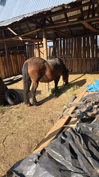 Iapă gestantă in 10 luni