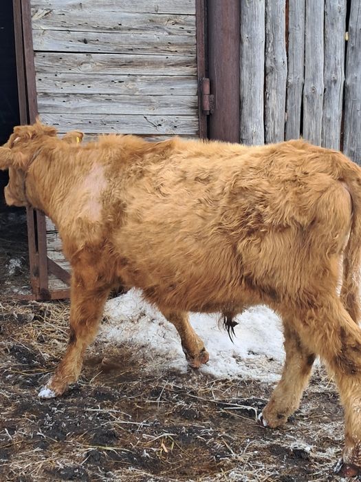 Продам бычка годовалого