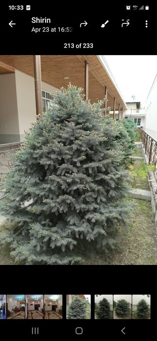 Голубая Ель в Доме