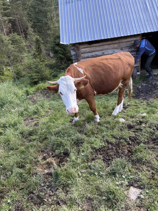 Vaca de vanzare