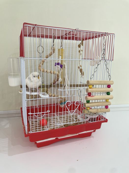 Продам попугай с клеткой молодые брали недавно.