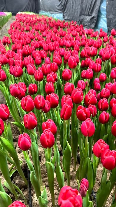 Букеты из тюльпанов