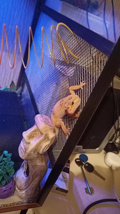 Террариум с эублефаром