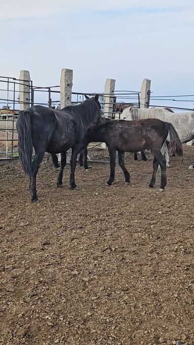 Продам кобыл, жеребят, биелер, байталдар