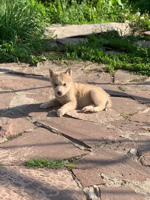 Щенки Хаски 1,5 месяца