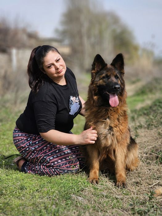 Немецкая овчарка