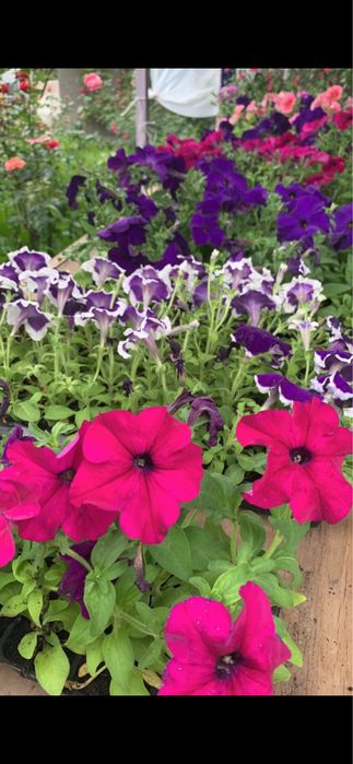 Петуния озеление опт розница