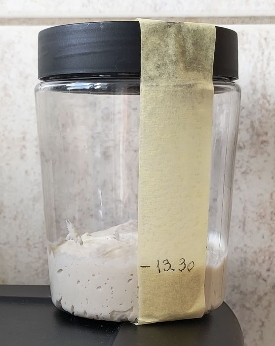 3 feluri Maia sălbatică pentru pâine Italia 2020 și pasta madre rețetă