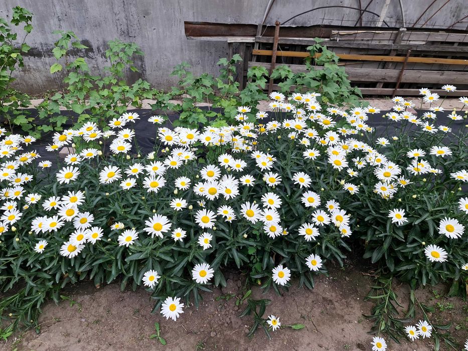 Ромашка, диаметр цветка 10см