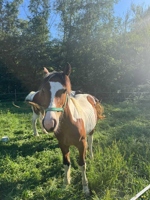 Mânz tărcat echitatie