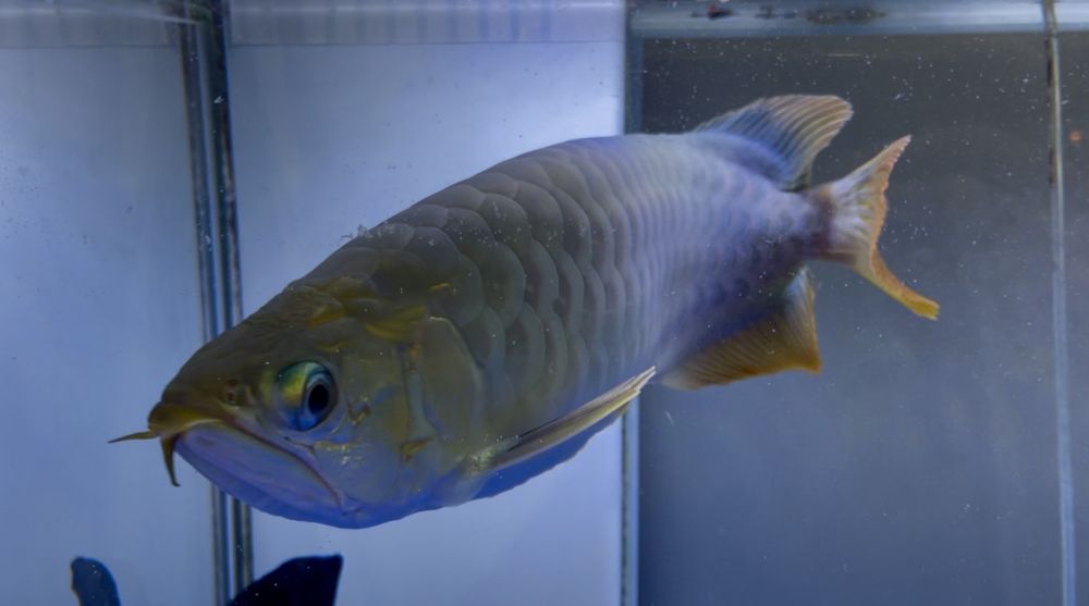 Продам рыбу Аравана