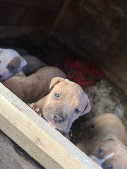 Spre adoptie pui amstaff