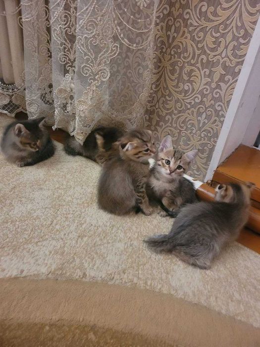 Отдам в хорошие руки котят