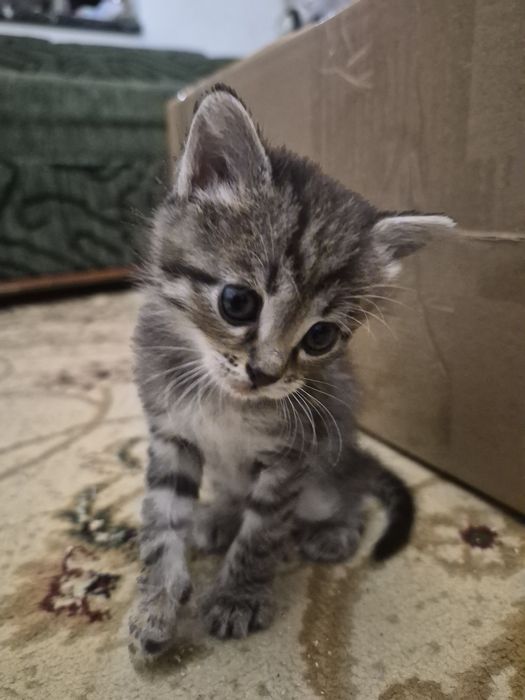 Милые котята ждут своих добрых хозяев! .