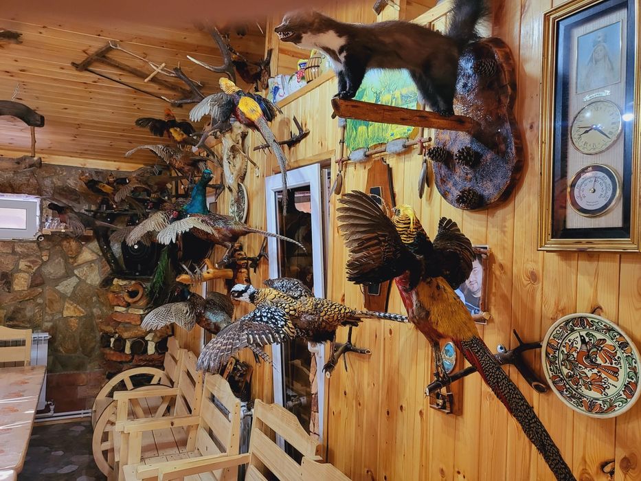 Păsări decor inpaiate