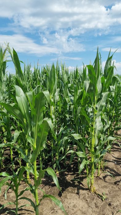 Porumb  boabe Dekalb