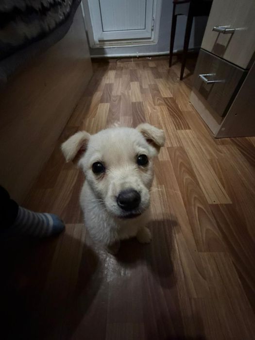 отдам щенка в добрые руки