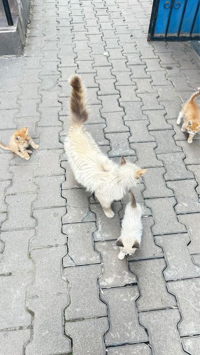 Отдам котят в хорошие руки