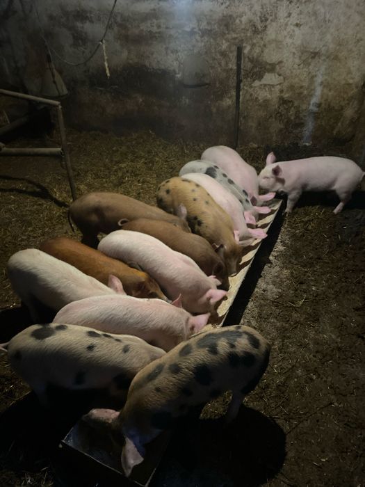 Продават се малки прасенца